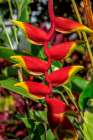 Heliconia Art Print